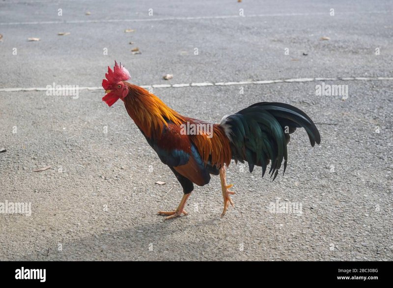 Introduction to jugar chicken road