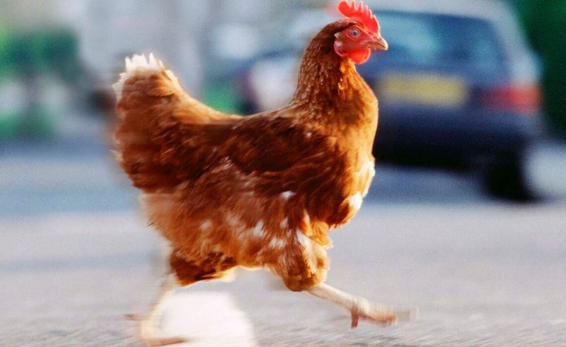 La vera origine della Chicken Road in Italia, il gioco che affascina tutti, chicken road
